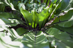 Asplenium nidus Close-Up