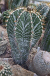 Astrophytum ornatum