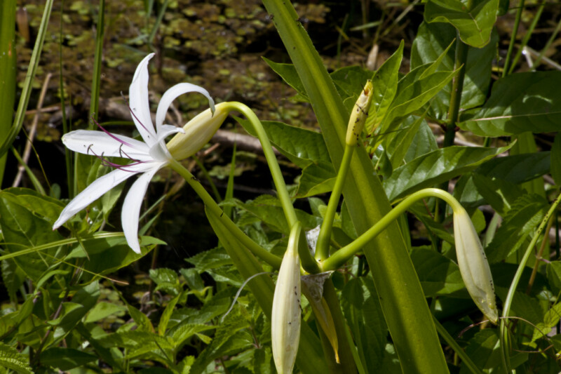 Atamasco Lily at Shark Valley of Everglades National Park