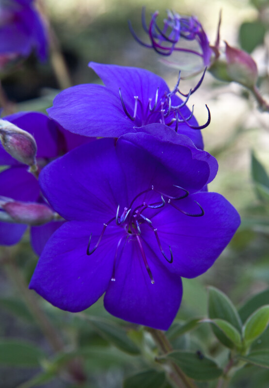 "Athens Blue" Tibouchina Flower