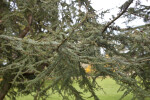 Atlas Cedar Branches