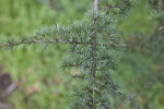 Atlas Cedar Leaves