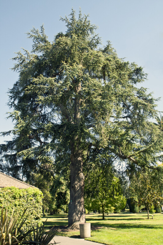 Atlas Cedar Tree at Capitol Park in Sacramento