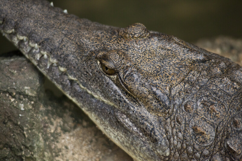 Australian Freshwater Crocodile Close-Up