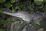 Australian Freshwater Crocodile Detail