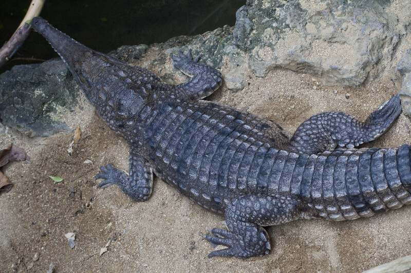 Australian Freshwater Crocodile From Above