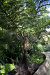 Australian Tree Fern