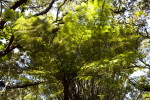 Australian Tree Fern