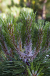 Austrian Pine Needles