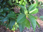 Avacado Plant