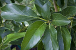 Avocado Tree Leaves