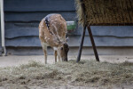 Axis Deer Eating Hay at the Artis Royal Zoo