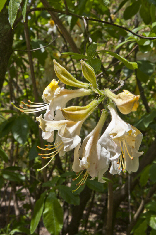 Azalea "Toucan" Flowers and Buds