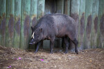 Babirusa by Fence