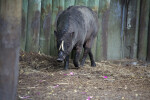 Babirusa Walking