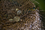 Baby Alligator Emerging from Egg