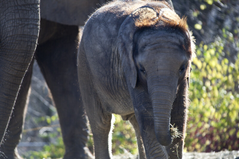 Baby Elephant Eating Hay