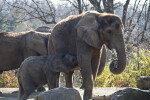 Baby Elephant Nursing