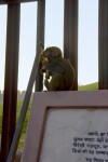 Baby Rhesus Monkey