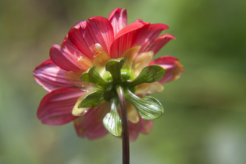 Back of a Dahlia Flower
