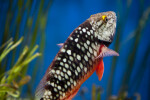 Back of a Parrotfish