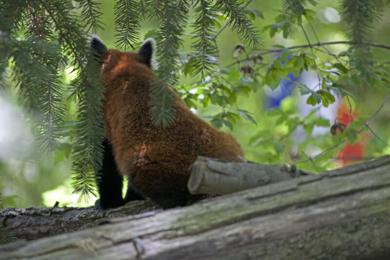 Back of a Red Panda