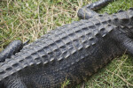 Back of an American Alligator