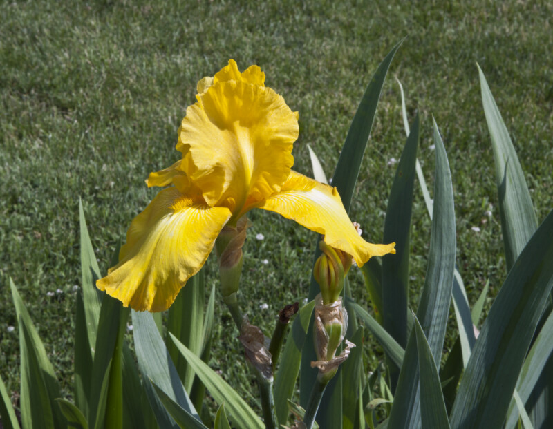Back Side of a Yellow Iris Flower