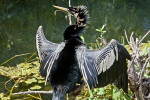 Back View of an Anhinga