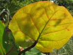 Backlit Leaf