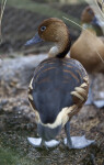 Backside of a Duck that Has Black and Brown Feathers