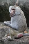 Backside of a Primate