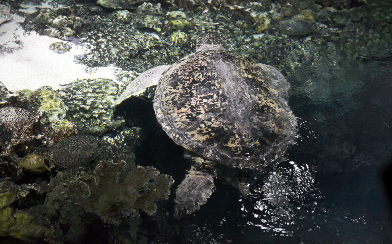 Backside of a Swimming Turtle