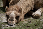 Bactarian Camel