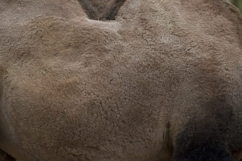 Bactrian Camel Hair
