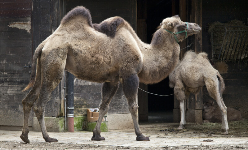 Bactrian Camel Walking