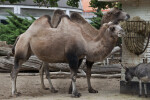 Bactrian Camels at the Artis Royal Zoo
