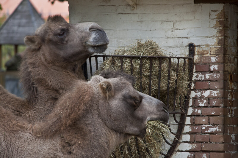 Bactrian Camels Eating Hay at the Artis Royal Zoo