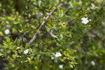 Bahama Strongbark Detail