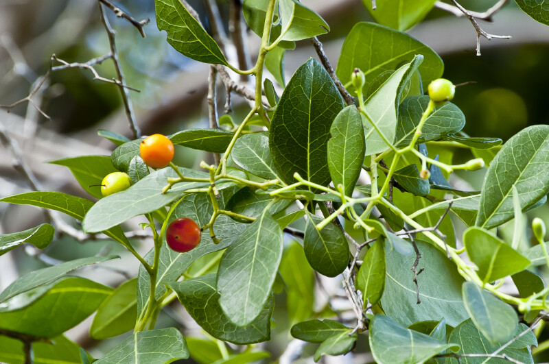 Bahama Strongbark Ripened Berries