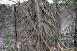 Bahama Strongbark Roots Growing on a Quarry Wall