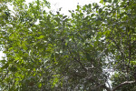 Bahama Strongbark Tree Leaves and Branches