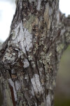 Bald Cypress Bark