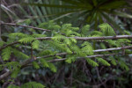 Bald Cypress Branches near Big Cypress Bend Boardwalk