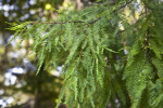Bald Cypress Branches