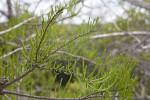 Bald Cypress Leaves Curving Upward