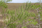 Bald Cypress Leaves Forming Parabola-Like Shapes