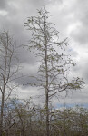 Bald Cypress Tree Pictured Against Grey Clouds at Pa-hay-okee Overlook of Everglades National Park