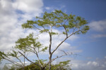 Bald Cypress Tree Top