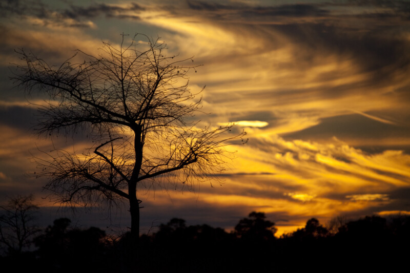 Bald Cypress Tree with Swirling Clouds Behind it